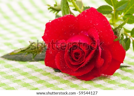 Fresh red rose with water drops on checked cloth