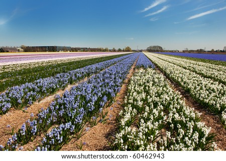 Dutch landscape in Lisse with flower bulbs in purple and pink