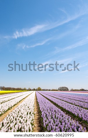 Fields full of flower bulbs in Holland