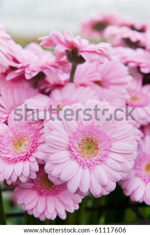 Pink bouquet Gerber flowers in the flower shop