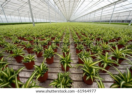 striped house plants in greenhouse for growing