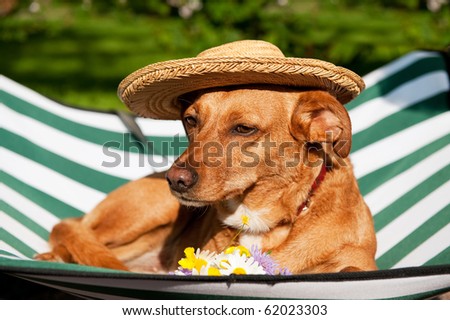 Dog lazy on it\'s bed with funny hat and flowers
