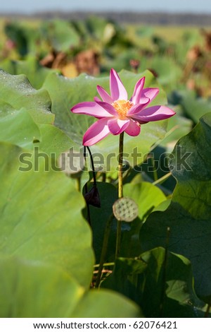 Pink water Lily in fresh blue water