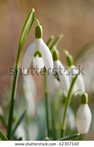 Snow drops flower bulbs in winter time