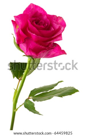 stock photo : Single pink rose