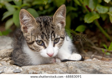 Healthy young Greek cat laying at a wall