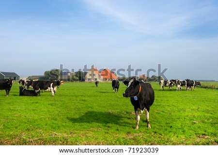 Typical dutch landscape with cows farmland and a farm house