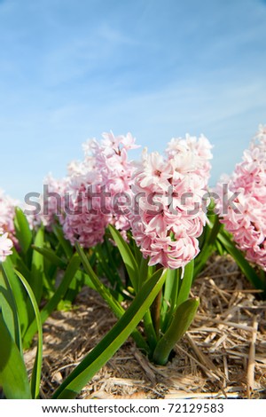 Pink Hyacinths in the flower bulb fields in Holland