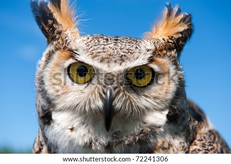 Close up of an eagle owl with yellow eyes