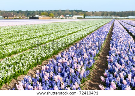 Purple and pink Hyacinths in the flower bulb fields in Holland