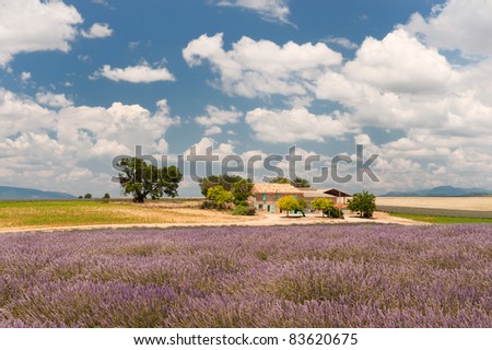 House in the French Lavender fields in the Provence