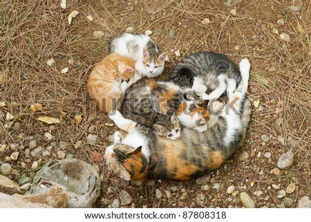 Stray cat outdoor in nature with many young kitten