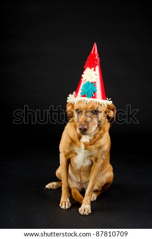 Cute brown cross breed dog as party animal