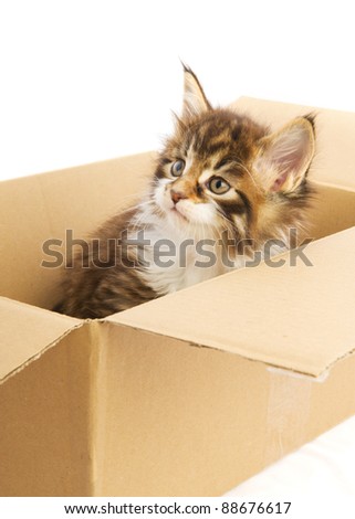 Young Main Coon kitten in wooden crate