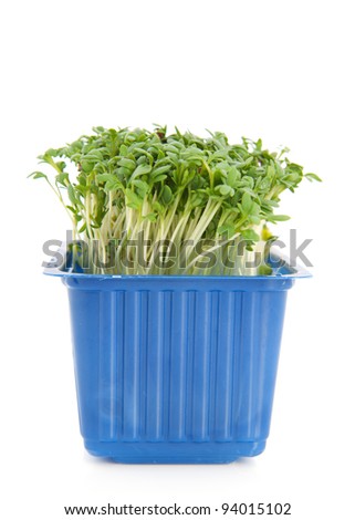 Blue plastic box with fresh garden cress
