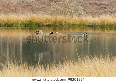 Flying couple wild ducks above nature lake