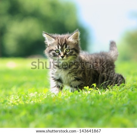 Cute little cat playing on the grass