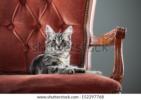 Portrait of a cute kitten relaxing on a baroque armchair
