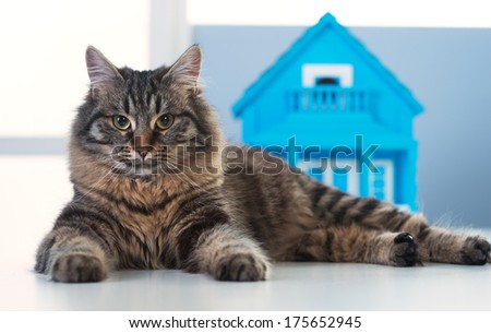 Beautiful cat posing in front of a model house on a desk.