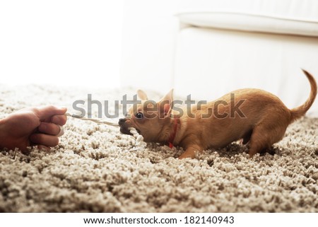 Cute chihuahua dog playing on living room\'s carpet with a rope.