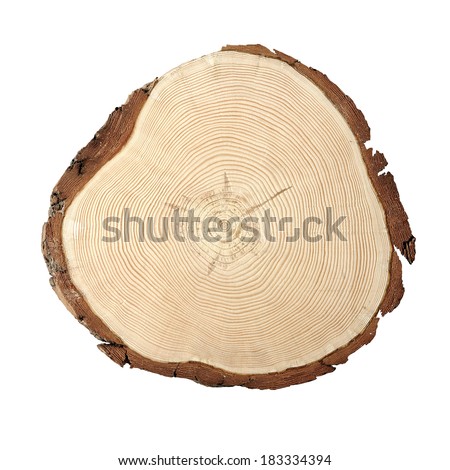 Circular wood cross section with curved lines showing growth.
