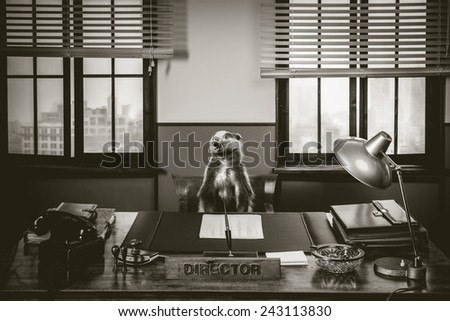 Roaring badger sitting at directors desk, 1950s style office.