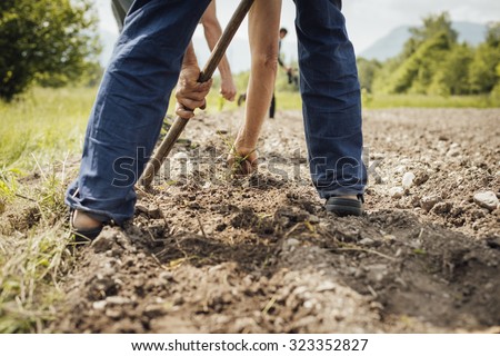 Farmers working in the fields hoeing and tilling the fertile soil during a summer sunny day