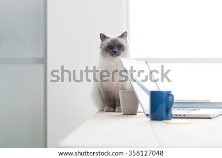 Lovely soft cat sitting on the desktop next to a laptop and looking at camera, pet life concept