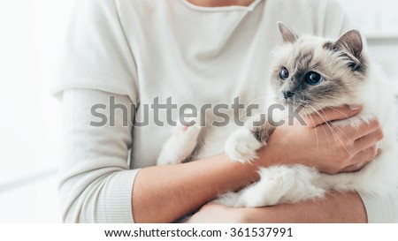Woman at home holding her lovely birman cat, room interior on background, pets and lifestyle concept
