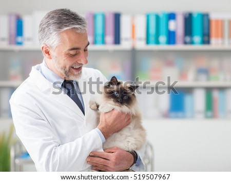Beautiful cat at the veterinary clinic, a doctor is holding and cuddling it, pet care concept