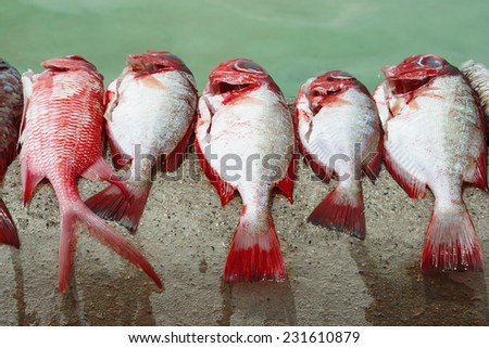 Bright coloured red reef fishes. Fisherman has just took his catch out of boat and cleaned it. Boca Chica, Dominican Republic.