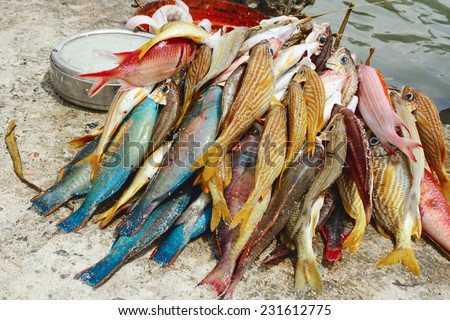 Brith coloured reef fishes. Fisherman has just took his catch out of boat and cleaned it. Boca Chica, Dominican Republic.