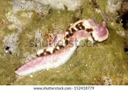 A Chromodorid Nudibranch, Risbecia godeffroyana. Uepi, Solomon Islands