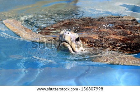a Green Sea Turtle, Chelonia mydas, puts its head above water to breathe. Australia