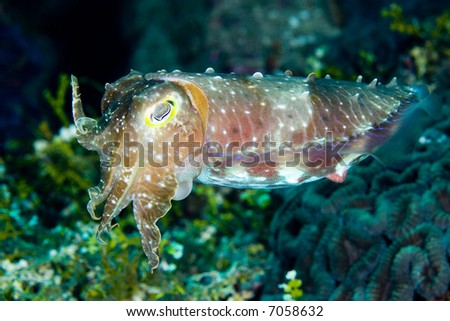 a broadclub cuttlefish swimming above the reef, underwater. This is the largest of the tropical cuttlefishes and it can change color very quickly.