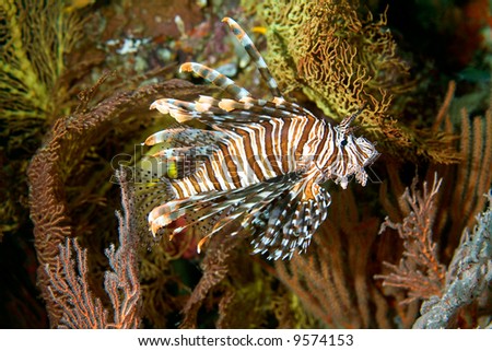 A beautiful lionfish swimming among soft corals and sea fans, underwater. These fish have poisonous dorsal spines.
