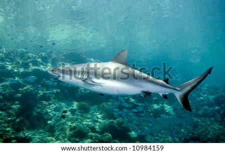 A grey reef shark swimming along the reef edge. A small school of fish are in the background