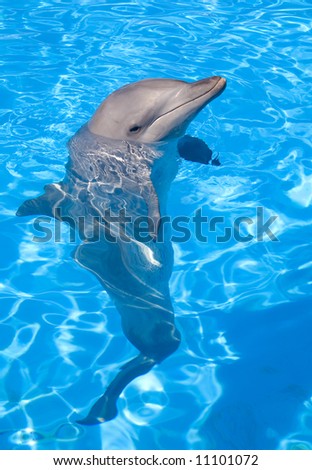 bottlenose dolphin head