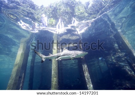 An underwater image of a shark swimming past a jetty. There is a person standing on the edge of the jetty, looking down