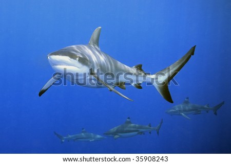 a large grey reef shark showing the mouth and teeth. There are three blacktip reef sharks in the background