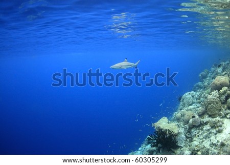 a blacktip reef shark swimming in shallow water at the edge of a coral reef. The surface of the ocean can be seen with reflections of the shark and the reef