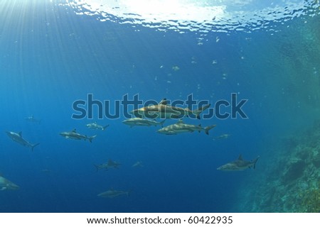a pack of sharks hunting along the reef edge with sunbeams shining through the water