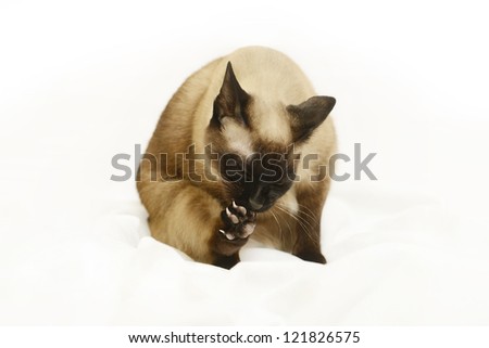 Siamese cat washes on the white background