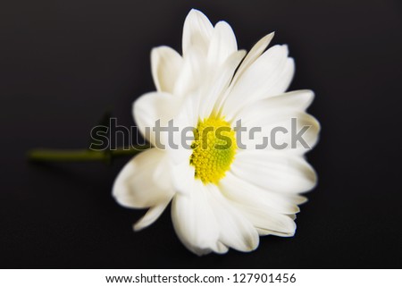 beautiful white chrysanthemum isolated on black background