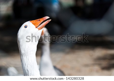 An irritated angry duck showing teeth