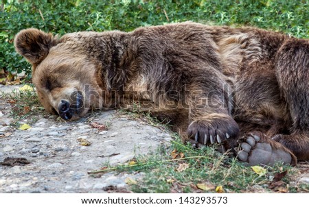 Sleeping bear