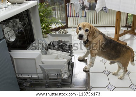 Dog licks dirty dishes out of the dishwasher