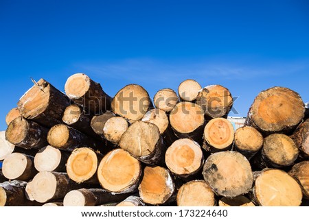 construction market texture tree outdoors in a village near Moscow Mikhnevo