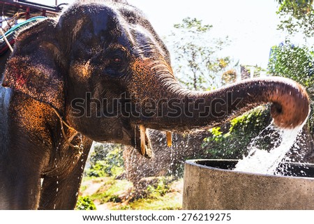Indian elephant on a walk in the jungle