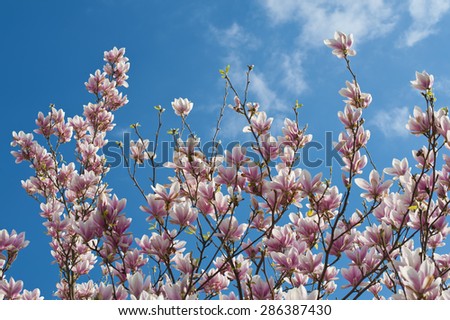 Pink white magnolia blossom over blue sky. Horizontal.